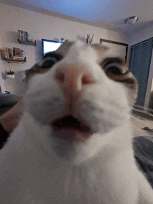 a cat is looking at the camera with its mouth open