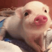 a small pink pig with a pink nose is laying on a blanket .