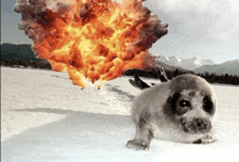 a seal is laying in the snow with a large explosion in the background