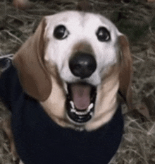 a brown and white dog wearing a blue sweater is smiling with its tongue hanging out .