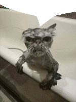 a wet cat is sitting on the edge of a bathtub looking at the camera