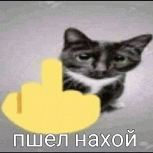 a black and white cat is giving the middle finger in a meme