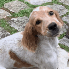 a brown and white dog is laying on a blanket on a stone walkway looking at the camera .