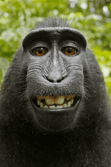 a close up of a monkey 's face with its mouth open and teeth showing