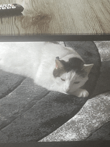 a black and white cat laying on a rug next to a remote