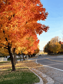 a row of trees with red and yellow leaves along a road