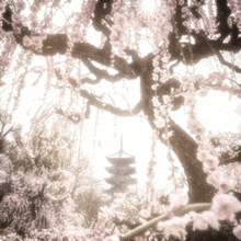 a tree with lots of pink flowers and a tower in the background