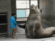 a man in a blue jacket is standing next to a seal