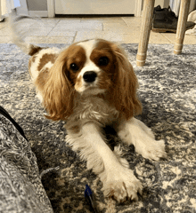 a small brown and white dog is laying on a rug