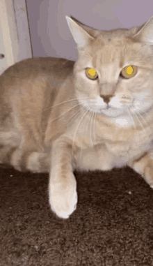 a cat with yellow eyes is laying on a brown carpet