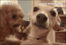 two dogs are looking at each other with the words " slayed " and " your trendline " above them