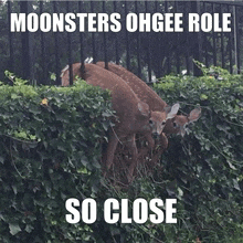 a couple of deer behind a fence with a caption that says moonsters ohgee role so close