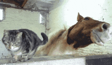 a cat and a horse are playing together in a stable .