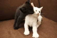 a black cat petting a white cat on a couch .