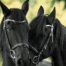 two black horses are standing next to each other in a field and looking at the camera .