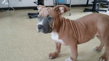 a small brown and white dog standing on a carpeted floor