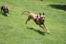 two dogs are running in a grassy field