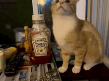 a cat sits next to a heinz tomato ketchup bottle