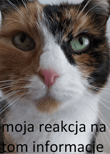 a close up of a calico cat with the words moja reakcja na tom informacje above it