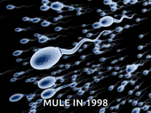 a computer generated image of sperm that says mule in 1998 on the bottom