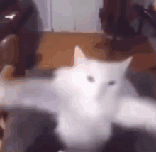 a white cat is sitting on a table with its arms outstretched and looking at the camera .