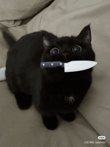 a black cat holding a knife in its mouth with the id naomiii