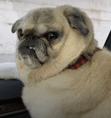 a pug dog wearing a red plaid collar looks out the window