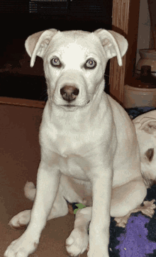 a white dog with red eyes sits on a purple blanket