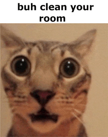 a close up of a cat 's face with a caption that says " puh clean your room "