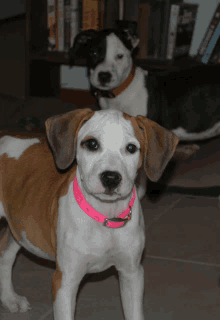 a brown and white puppy wearing a pink collar looks at the camera