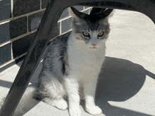 a gray and white cat sitting under a chair