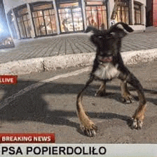 a dog is standing on its hind legs on the side of the road .