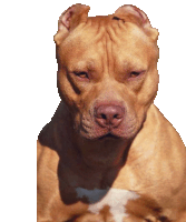 a close up of a brown dog with a white spot on its chest