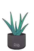 a drawing of an aloe vera plant in a black pot with the word feey below it