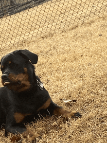 a black and brown dog laying in the grass with a chain link fence behind it