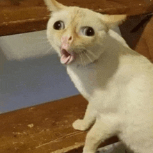 a white cat with its mouth open is sitting on a wooden staircase .