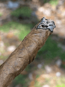 a close up of a piece of wood with a few pieces of ash on it