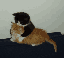 a black and white kitten laying on top of a brown kitten