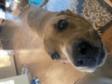 a close up of a dog 's face with a blue bowl in the background