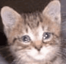 a close up of a kitten 's face with a blurry background .