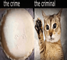 a picture of a cat and a pie with the words the crime and the criminal on it