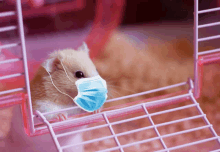 a hamster wearing a face mask looks out of a pink cage