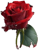 a single red rose with water drops on it