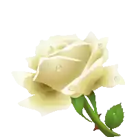 a white rose with water drops on it