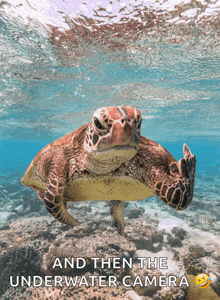 a sea turtle giving the middle finger in the ocean with the caption and then the underwater camera