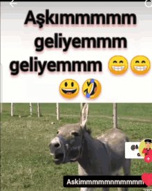 a donkey is standing in a grassy field with smiley faces and the words askimmmmm geliyimmm geliyimmm