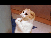 a brown and white cat is standing on its hind legs and looking up .