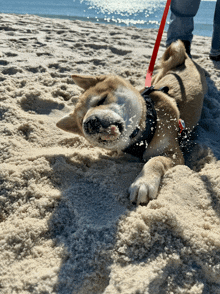 a dog on a leash laying in the sand on the beach