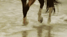 a close up of a horse 's legs running through the water .