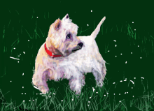 a small white dog with a red collar standing in the grass